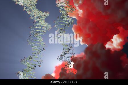 DNA- und Proteininteraktion auf molekularer Ebene. DNA-bindende Proteine steuern Transkription, Genexpression etc. Basierend auf wissenschaftlichen Daten aus dem PDB Stockfoto