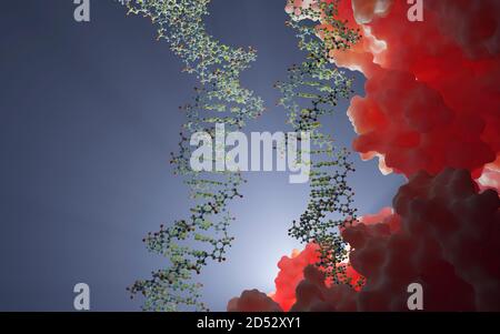 DNA ist ein Molekül und eine Doppelhelix, die genetische Anweisungen für die Entwicklung, Funktion, Wachstum und Fortpflanzung aller bekannten Organismen enthält. Stockfoto