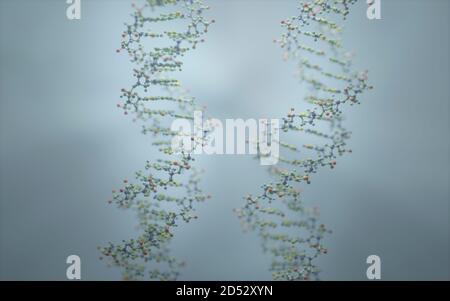 DNA ist ein Molekül und eine Doppelhelix, die genetische Anweisungen für die Entwicklung, Funktion, Wachstum und Fortpflanzung aller bekannten Organismen enthält. Stockfoto