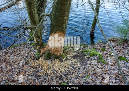 Die Stämme von Bäumen mit Zeichen von Biberzähnen, Biber zerbissen Bäume Stockfoto