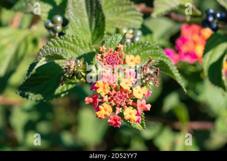 Lantana camara sanguinea, Familie der Verbenaceae. Es ist eine mediterrane Gartenpflanze sehr geschätzt für die Menge der Blumen bietet es uns und für die Stockfoto