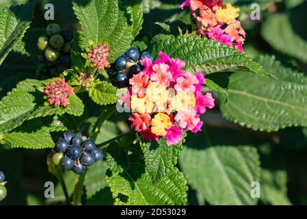 Lantana camara sanguinea, Familie der Verbenaceae. Es ist eine mediterrane Gartenpflanze sehr geschätzt für die Menge der Blumen bietet es uns und für die Stockfoto