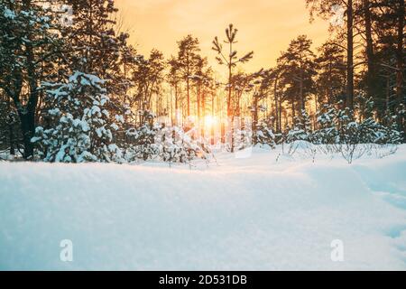 Natürlicher Sonnenuntergang Sonnenaufgang Über Dem Wald. Gelbe Farbe Himmel Über Winter Verschneiten Holz. Landschaft Unter Dem Himmel Bei Sonnenuntergang Sonnenaufgang Stockfoto