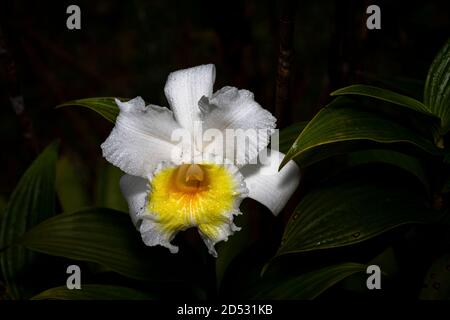 Weiße Sobralia Orchidee in voller Blüte Bild in Panama aufgenommen Stockfoto