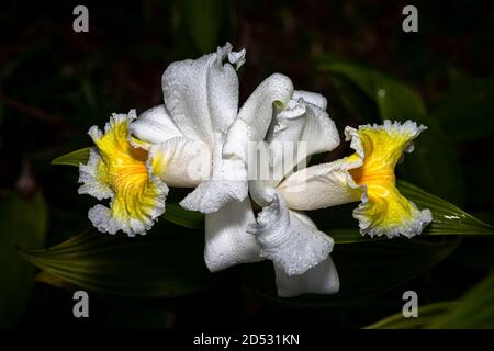 2 weiße Sobralia Orchideenblumen in voller Blüte Bild aufgenommen In Panama Stockfoto