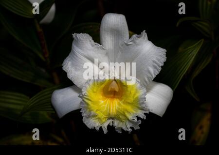 Weiße Sobralia Orchidee in voller Blüte Bild in Panama aufgenommen Stockfoto