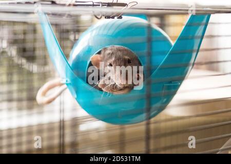 Nahaufnahme von lustigen grauen Hausratte mit langen Schnurrhaare sitzen in blauen Kunststoff Haustier House.Cute Ratte schläft in einem Käfig in einem Kontakt-Zoo. Lustige Haustier Stockfoto