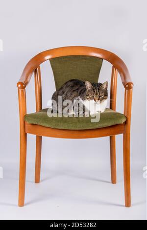 Fauler Katze schläft auf seinem Lieblings-alten Stuhl in seinem neuen Haus isoliert auf einer weißen Wand Hintergrund. Haustierkonzept. Stockfoto