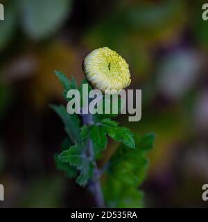 Gelbe Chrysanthemum Blume im Begriff, in voller Blüte zu öffnen Steveston British Columbia Kanada Stockfoto