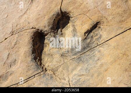 Fußabdruck eines Hadrosaurus 'Duckbill', ein versteinerte Dinosaurier auf Steinplatten in einer Schlucht in Esqueda, Sonora, Mexiko. Dieses Gebiet ist jetzt ein Sonora Dinosaur Park, wo die Dinosaurier Fußabdruck Route gefördert wird. Hadrosauriden oder Hadrosauridae, ist eine Familie von Hadrosauriden Ornithopod Dinosaurier. Route der Dinosaurier Paläontologie, Paläontologie, Fossil, UNISON, UNAM. (Foto von Luis Gutierrez / Norete Photo) Huella de hadrosaurio 'pico de pato', Dinosaurier fosilizada sobre piedra laja en un cañon en Esqueda, Sonora, Mexiko. ESTA zona es ahora un Parque de Dinosaurios de Sonora, donde se promueve la ruta de huell Stockfoto