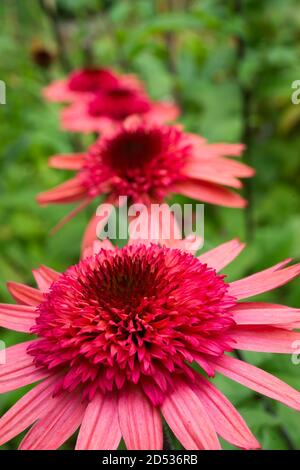 Vier rosa Echinacea ‘Himbeertrüffel’ in einer Reihe mit einem verschwommenen grünen Hintergrund. Stockfoto