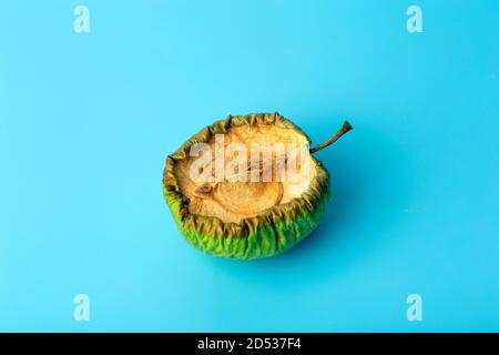 Alter getrockneter Apfel auf blauem minimalem Hintergrund. Verdorbenes und geschrumpftes Obst und Gemüse. Alter und Hautkonzept. Stockfoto