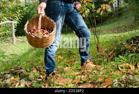 Mann hält einen Korb von Kastanien im Wald, sardische Kastanien, aritzo Stockfoto