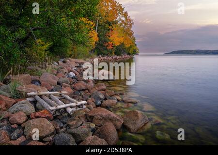 Schutt schwimmt an einem felsigen Ufer entlang der Küste Mit herbstbunten Bäumen im Hintergrund Stockfoto
