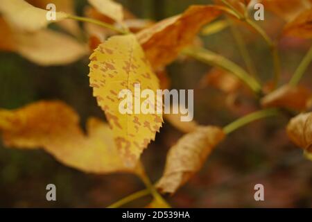 Schöne gelb-braune Herbstblätter auf dem Ast im Wald. Stockfoto