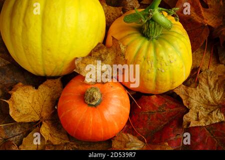 Orange und gelbe Zerstauben mit Herbstblättern. Stockfoto