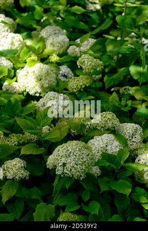 Hortensia arborescens Annabelle, weiße Blumen, Blume, Blüte, Garten, Hortensien, Schatten, schattig, schattig, RM Floral Stockfoto