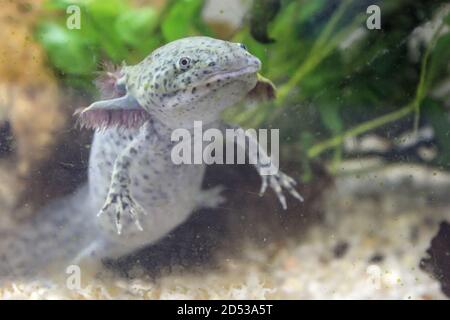 Axolotl Schwimmen im Aquarium, Blick nach draußen Stockfoto