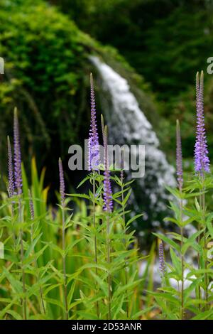 Veronicastrum virginicum Faszination, hohe Trauben, lila-blaue Blüten, blühende Stauden, RM Floral Stockfoto