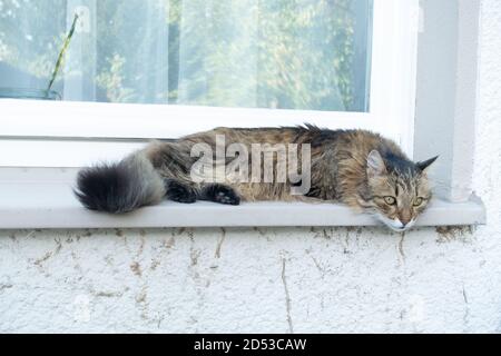 Langhaarige gestromte syrische Katze oder türkischer Van in Braun Und schwarz auf der Fensterbank liegend ruhend Stockfoto