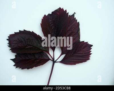 Herbstliche Blätter von parthenocissus auf weißem Grund. Nahaufnahme. Stockfoto