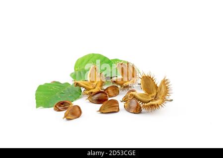 Serviert werden Buchsenfrüchte, auch in Obstbechern mit kupferfarbenen Buchenblättern (Fagus sylvatica). Essbare Herbstfrüchte isoliert vor weißem Hintergrund. Stockfoto