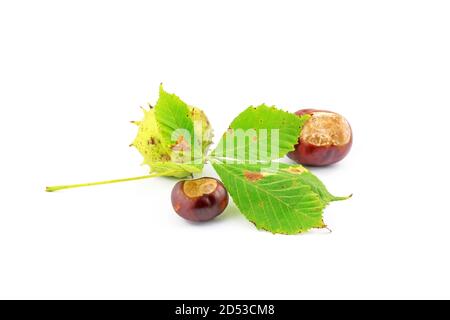 Blätter, Früchte (Kastanien) und die stachelige Hülse einer Kastanie (Aesculus hippocastanea) vor weißem Hintergrund ausgesetzt. Der Herbst ist da. Stockfoto