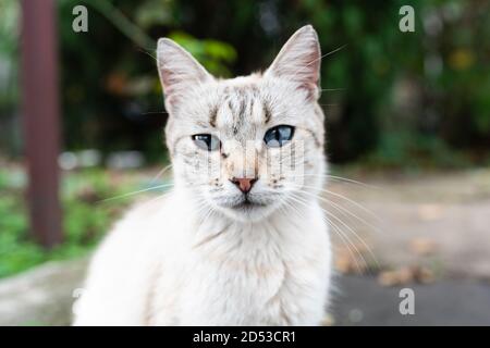 Graue Katze mit blauen Augen auf der Straße Nahaufnahme. Hochwertige Fotos Stockfoto