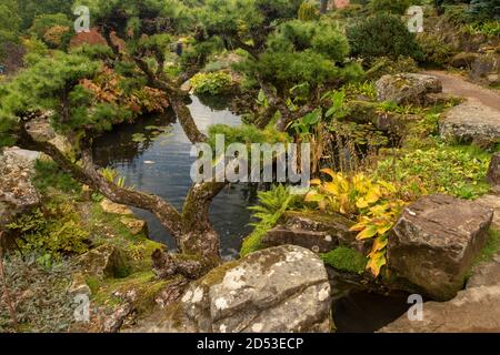 Larix Kaempteri in natürlicher Gartenumgebung mit Teich Stockfoto