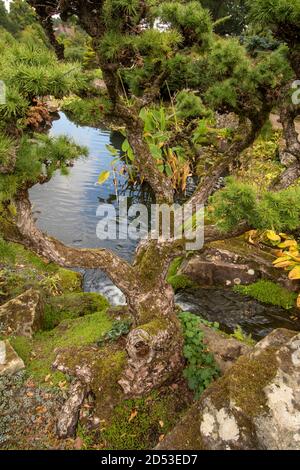 Larix Kaempteri in natürlicher Gartenumgebung mit Teich Stockfoto