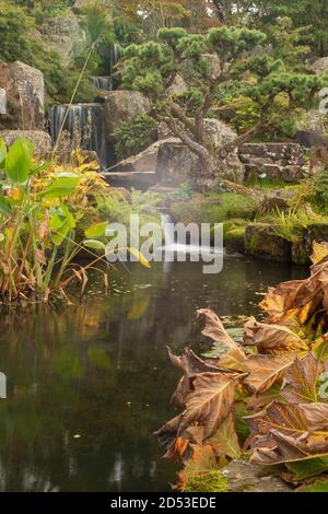 Larix Kaempteri in natürlicher Gartenumgebung mit Teich Stockfoto
