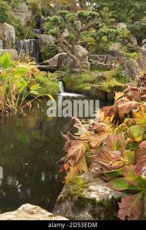 Larix Kaempteri in natürlicher Gartenumgebung mit Teich Stockfoto