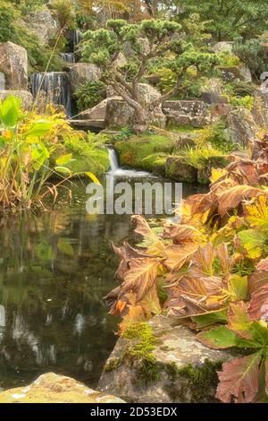 Larix Kaempteri in natürlicher Gartenumgebung mit Teich Stockfoto