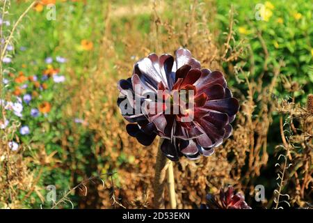 Ein einzelnes Deep Purple Aeonium arboreum atropurpureum Stockfoto