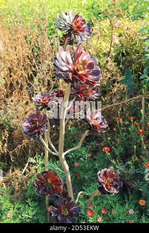 Ein Cluster von Aeonium arboreum atropurpureum Stockfoto