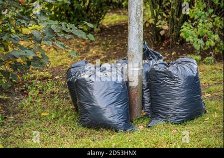 Gesammelte und gepackte Herbstblätter. Große volle schwarze Plastiktüten. Stockfoto