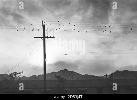 Vögel auf Drähten bei Sonnenuntergang mit Bergen im Hintergrund, Manzanar Relocation Center, Manzanar, Kalifornien, USA, Ansel Adams, Manzanar war Relocation Center Fotografien, 1943 Stockfoto