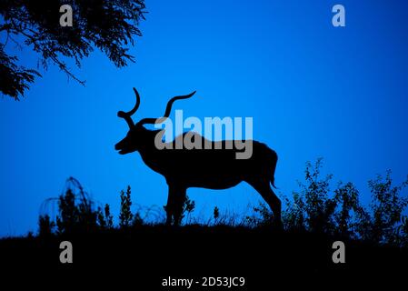Kudu Stier dunkle Silhouette bei Nacht. Afrikanische Antilope mit typischen verdrehten Hörnern. Stockfoto