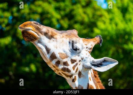 Nahaufnahme des Giraffenkopfes. Deatiled Ansicht der afrikanischen Tierwelt. Stockfoto