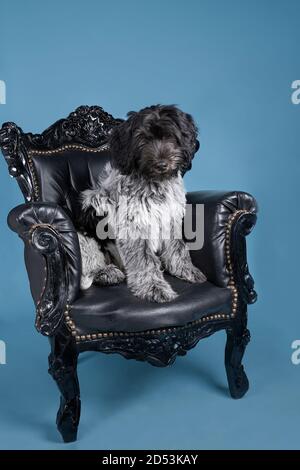 Ein Schapendoes oder holländischer Schäferhund, der in einem barocken Stuhl sitzt Vor blauem Hintergrund Stockfoto