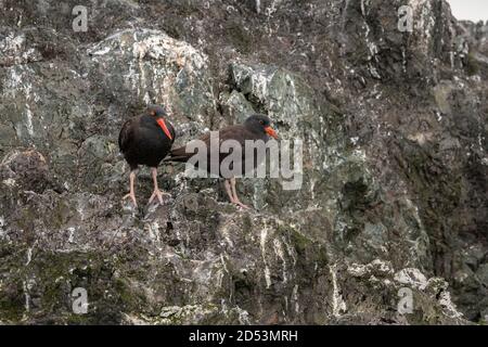 Black Oystercatcher, Kachemak Bay, Alaska Stockfoto