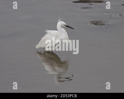 Ungekämmter Weißreiher nach dem Mittagessen. Douro Fluss, nördlich von Portugal. Stockfoto