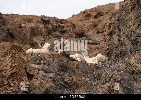 Dall Sheep Denali National Park Stockfoto