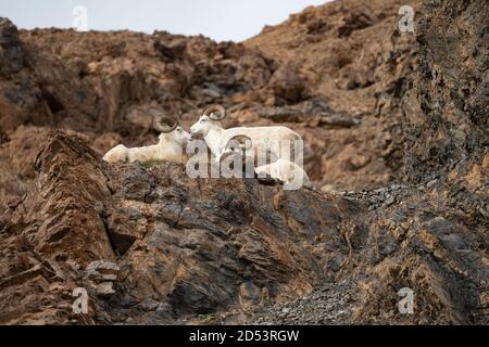 Dall Sheep Denali National Park Stockfoto