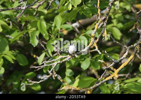 Halsbandschnäpper (Ficedula albicollis) Deutschland Stockfoto