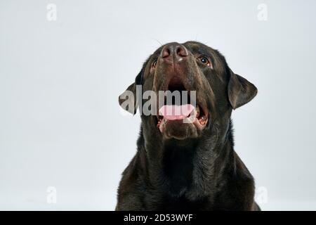 Reinrassige Hund auf einem hellen Hintergrund Haustier abgeschnitten Ansicht close-up Stockfoto