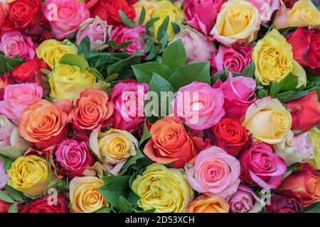 Verschiedene bunte rote, gelbe, weiße und rosa blühende Rosen Hintergrund Floristen. Lebendige Pastellblume in Blüte. Blütenrosen für Valentinstag. Stockfoto