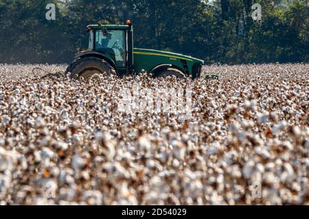 Ein John Deere Traktor sammelt die Baumwollernte im Herbst auf der Plantage Pugh Farms 18. Oktober 2019 in Halls, Tennessee. Stockfoto