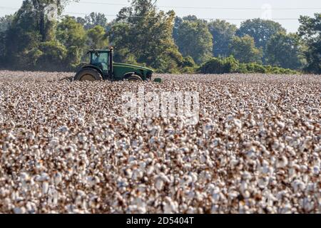 Ein John Deere Traktor sammelt die Baumwollernte im Herbst auf der Plantage Pugh Farms 18. Oktober 2019 in Halls, Tennessee. Stockfoto