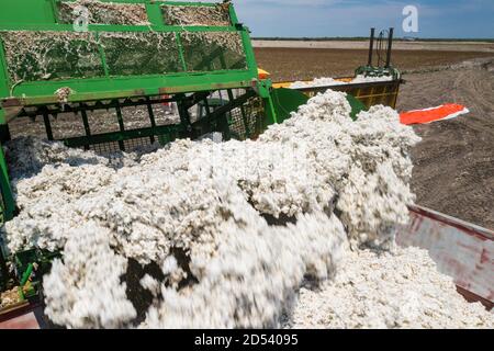 Während der Baumwollernte am 22. August 2020 in Batesville, Texas, lädt ein Spezialerntemaschine Baumwollbolls in einen Baumwollmodulbauer auf seiner Schirmer Farm. Stockfoto